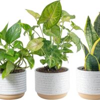 Easy to Grow Real Indoor Houseplants